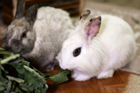 Rabbit Pet Sitting (Guide & Tips) - Fairmount Pet Service