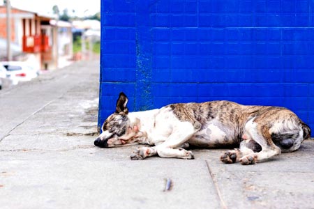 how long do you have to claim a lost dog in pa